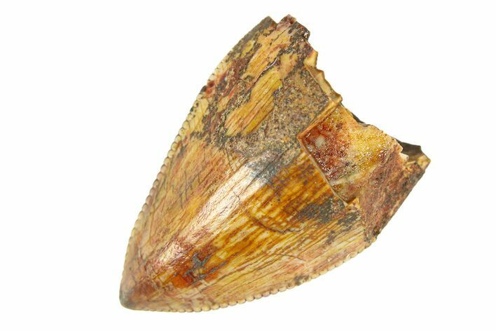 Serrated, Fossil Phytosaur (Redondasaurus) Tooth - New Mexico #294968
